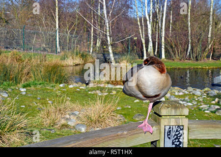 Ägyptische Gans im WWT London Wetland Centre, Queen Elizabeth's Walk, Großbritannien Stockfoto