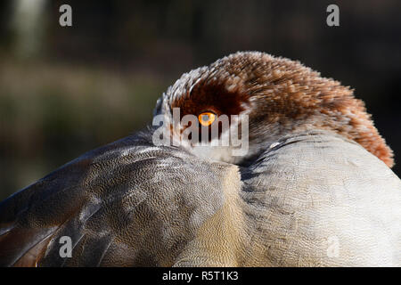 Ägyptische Gans im WWT London Wetland Centre, Queen Elizabeth's Walk, Großbritannien Stockfoto