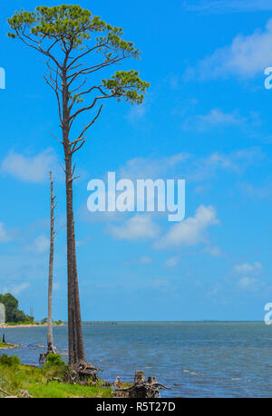 Pine Tree auf St. George Sound in der Nähe von Carrabelle, Franklin County, Florida Stockfoto