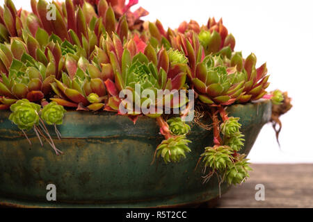 Sukkulente Pflanze hauswurz (sempervivum) in einer Shell Stockfoto