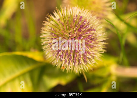 Globus Thistle Dornstrauch Blütenkopf. Stockfoto