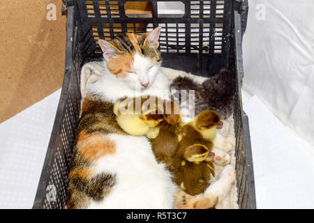 Katze Pflegemutter für die Entenküken Stockfoto