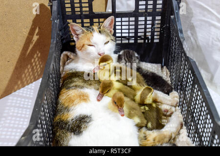 Katze in einem Korb mit Kätzchen und Empfangen von Moschus Ente Entenküken. Cat Pflegemutter für die Entenküken Stockfoto