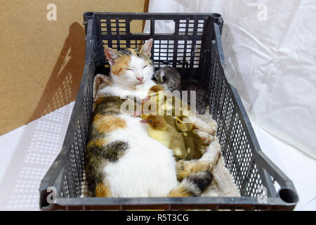 Katze Pflegemutter für die Entenküken Stockfoto