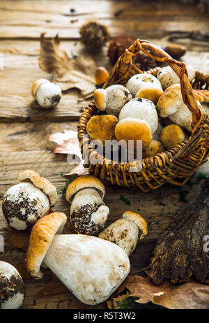 Pilze an Holz Stockfoto