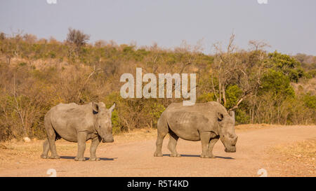 Paar weiße Nashorn Überqueren der Straße im Kruger Nationalpark, Südafrika Stockfoto