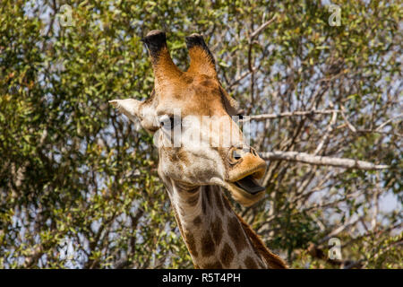 Porträt eines wilden giraffe Grimasse im Kruger Nationalpark, Südafrika Stockfoto