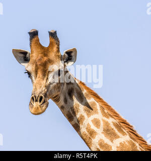 Porträt eines wilden giraffe Grimasse im Kruger Nationalpark, Südafrika Stockfoto