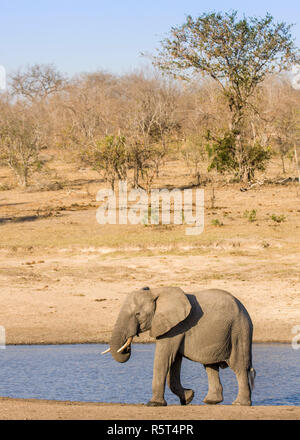 Afrikanischen Busch Elefanten im Ufer in Kruger Park, Südafrika Stockfoto