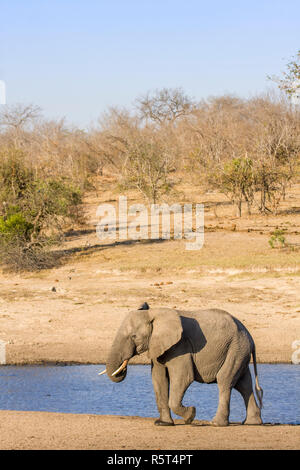 Afrikanischen Busch Elefanten im Ufer in Kruger Park, Südafrika Stockfoto