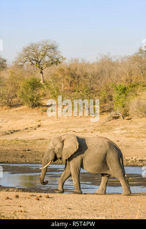 Afrikanischen Busch Elefanten im Ufer in Kruger Park, Südafrika Stockfoto