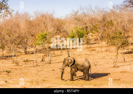 Afrikanischen Busch Elefanten im Ufer in Kruger Park, Südafrika Stockfoto