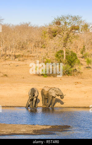 Afrikanischen Busch Elefanten im Ufer in Kruger Park, Südafrika Stockfoto