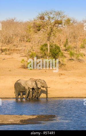 Afrikanischen Busch Elefanten im Ufer in Kruger Park, Südafrika Stockfoto