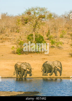 Afrikanischen Busch Elefanten im Ufer in Kruger Park, Südafrika Stockfoto