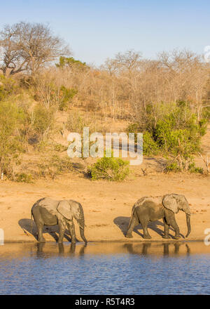 Afrikanischen Busch Elefanten im Ufer in Kruger Park, Südafrika Stockfoto