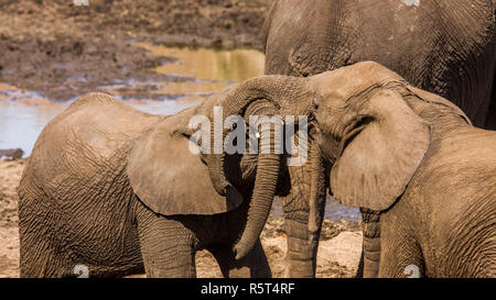 Gruppe der afrikanischen Elefanten im Kruger Nationalpark, Südafrika Stockfoto