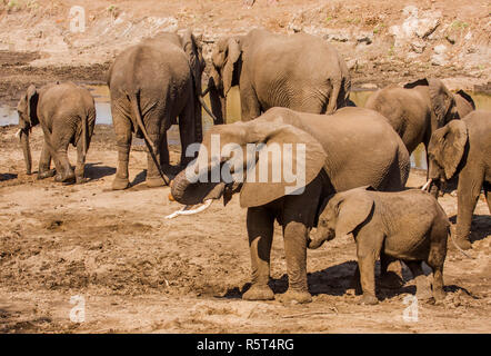 Gruppe der afrikanischen Elefanten im Kruger Nationalpark, Südafrika Stockfoto