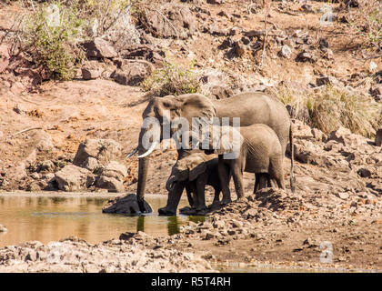 Gruppe der afrikanischen Elefanten im Kruger Nationalpark, Südafrika Stockfoto