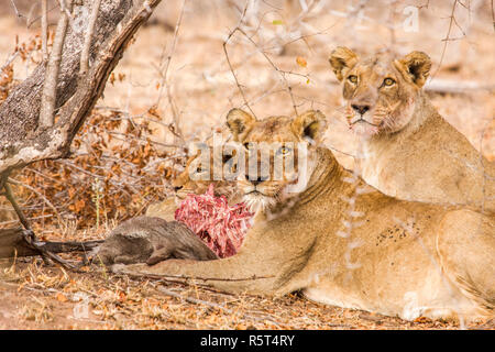 Herde von Löwen und Babys essen eine Beute in Kruger Park, Südafrika Stockfoto