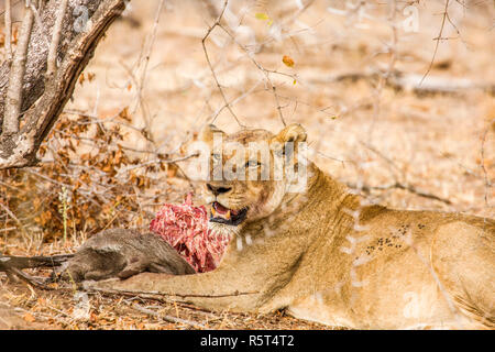 Herde von Löwen und Babys essen eine Beute in Kruger Park, Südafrika Stockfoto