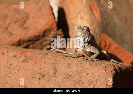 Echsen und Reptilien in Sri Lanka Stockfoto