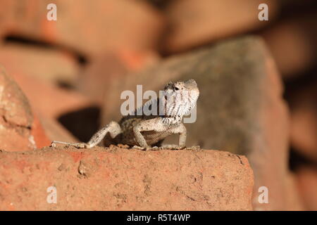 Echsen und Reptilien in Sri Lanka Stockfoto