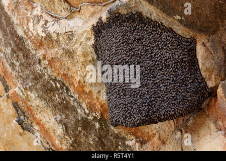 Nest der riesigen honigbiene in Sri Lanka Stockfoto