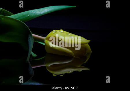 Einzelne Gelbe Tulpe closeup auf Wasser widerspiegelt - isoliert auf Schwarz Stockfoto