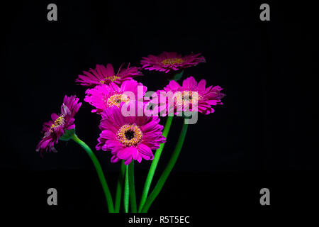 Lila Gerbera Strauß-isolierten dunklen Hintergrund Stockfoto