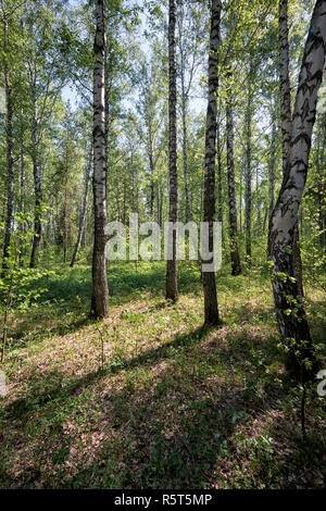 Sibirische Birke Wald im Frühling Stockfoto