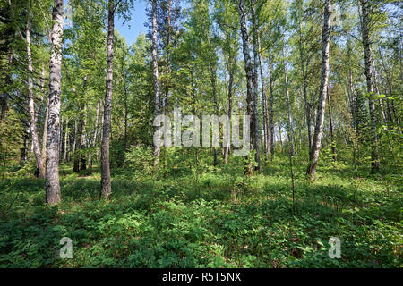 Sibirische Birke Wald im Frühling Stockfoto