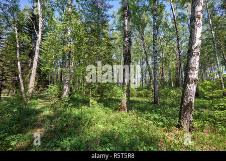 Sibirische Birke Wald im Frühling Stockfoto