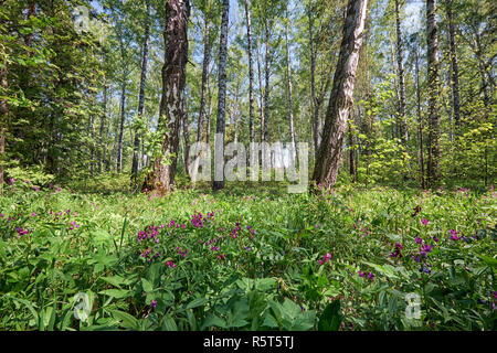 Sibirische Birke Wald im Frühling Stockfoto