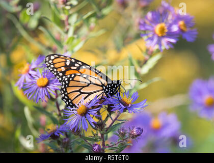 Ein monarchfalter (danaus Plexippus) thront auf Neu-england Aster (Symphyotrichum novae-angliae) am Humber Bay Park in Toronto, Ontario, Kanada. Stockfoto