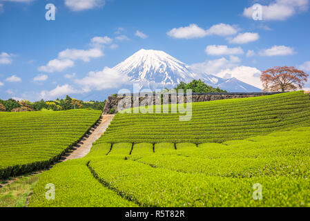 Fuji, Japan am Mt. Fuji und Tee Felder. Stockfoto