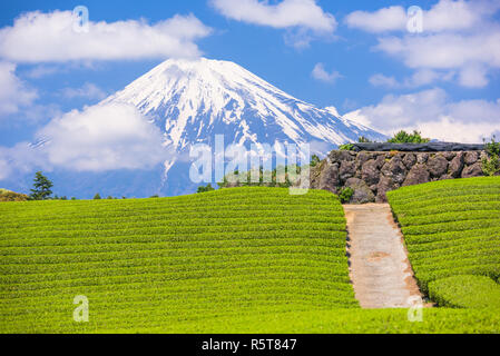 Fuji, Japan am Mt. Fuji und Tee Felder. Stockfoto