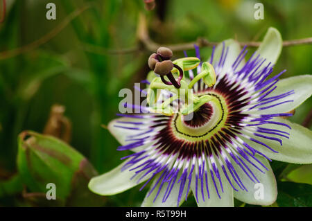 Passionsblume mit herbstlichen Blätter im Hintergrund Stockfoto