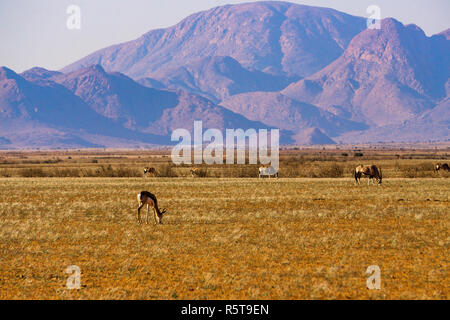 Springbock namibia Namib Wüste Berg Sommer Stockfoto