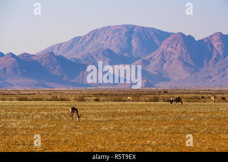 Namibia springbok Namib Wüste Berge Sommer Stockfoto