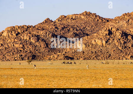 Wüste Berg Namibia Landschaft springbok Namib Stockfoto