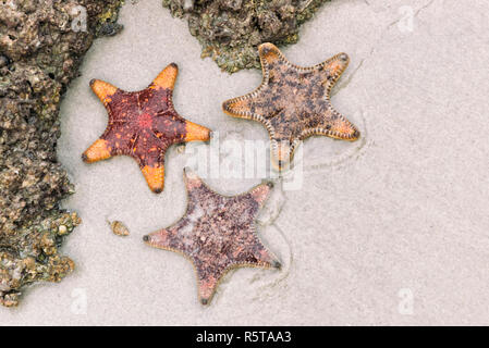 3 Seesterne am Strand in Ha Long Bay, Vietnam Stockfoto