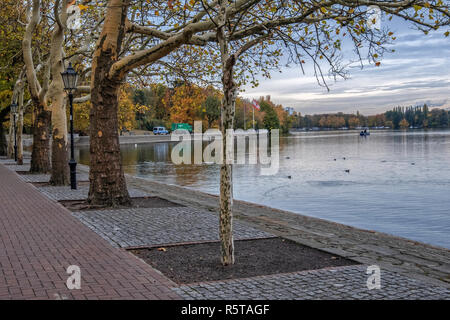 Bäume mit leuchtenden gelben Blätter im Herbst nächsten zu beruhigen, ruhigen Wasser der Tegeler See. Green Promenade, Berlin Stockfoto