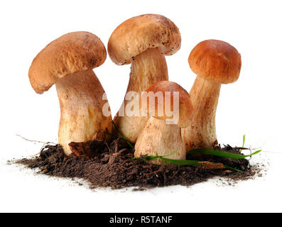 Steinpilze Pilze im Boden auf einem weißen Hintergrund Stockfoto