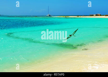 Vogel fliegen über dem Meer in der Nähe von einer einsamen Insel Stockfoto