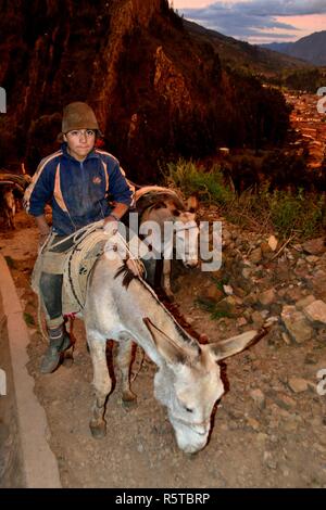 Transport Kartoffeln auf Eseln in Chavin de Huantar. Abteilung der Ancash. PERU Stockfoto