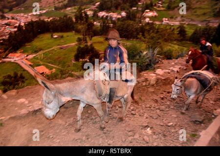 Transport Kartoffeln auf Eseln in Chavin de Huantar. Abteilung der Ancash. PERU Stockfoto