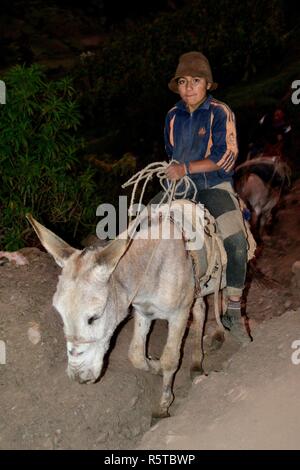 Transport Kartoffeln auf Eseln in Chavin de Huantar. Abteilung der Ancash. PERU Stockfoto