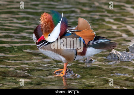 Männliche Mandarinente Stockfoto