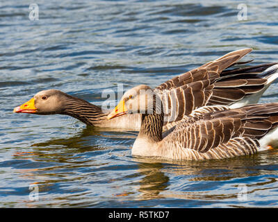 Graugans (Anser anser) auf dem Wasser Stockfoto